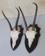 Antilope spp (Antilopinae spp) (CH) : ensemble de deux massacres...