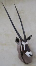 Oryx gemsbok (Oryx gazella) (CH) : belle tête en cape,...