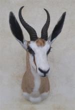 Gazelle Springbok (Antidorcas marsupialis) (CH) : tête en cape d'un...