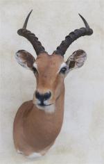 Gazelle Impala (Aepyceros melampus) (CH) : tête en cape d'un...