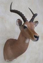 Gazelle Impala (Aepyceros melampus) (CH) : tête en cape d'un...
