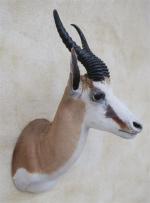Gazelle Springbok (Antidorcas marsupialis) (CH) : tête en cape d'un...