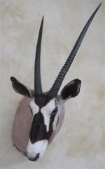 Oryx gemsbok (Oryx gazella) (CH) : belle tête en cape...