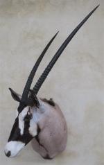 Oryx gemsbok (Oryx gazella) (CH) : belle tête en cape...