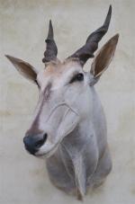 Eland spp (Taurotragus oryx) (CH) : tête en cape d'un...