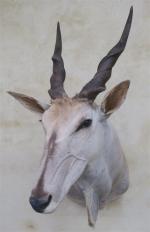 Eland spp (Taurotragus oryx) (CH) : tête en cape d'un...