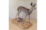 Antilope Steenbok (CH) : spécimen naturalisé en entier monté