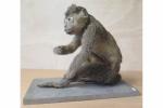 Primate spp (II/B) pré-convention : spécimen ancien naturalisé en position...