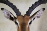 Impala (Aepyceros melampus) (CH) : tête en cape. Taxidermie: Mario...