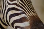 Zèbre de Burchell (Equus burchelli) (CH) : magnifique tête en...