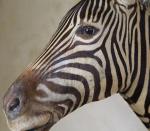 Zèbre de Burchell (Equus burchelli) (CH) : magnifique tête en...