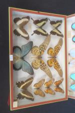 ENTOMOLOGIE - 2 boites contenant 8 Papillons Morphidae d'Amérique du...