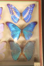ENTOMOLOGIE - 2 boites contenant 8 Papillons Morphidae d'Amérique du...