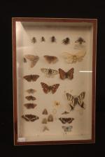 ENTOMOLOGIE - une BOÎTE contenant des papillons et guêpes. 39...