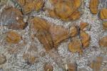 MAROC, Dévonien - Importante PLAQUE contenant de nombreux trilobites. 70...