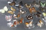 Collection de 33 divers LEPIDOPTERES.