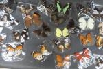 Collection de 33 divers LEPIDOPTERES.