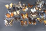 Collection de 31 divers LEPIDOPTERES.