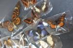 Collection de 31 divers LEPIDOPTERES.
