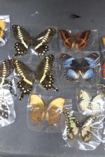 Collection de 27 divers LEPIDOPTERES.