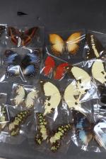Collection de 27 divers LEPIDOPTERES.