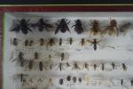 ENTOMOLOGIE : 6 boites d'insectes, papillons, etc..., certains lots avec...
