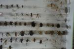 ENTOMOLOGIE : 6 boites d'insectes, papillons, etc..., certains lots avec...