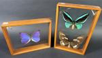 ENTOMOLOGIE : Trois papillons présentés sous deux vitrines à suspendre.