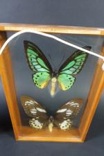 ENTOMOLOGIE : Trois papillons présentés sous deux vitrines à suspendre.